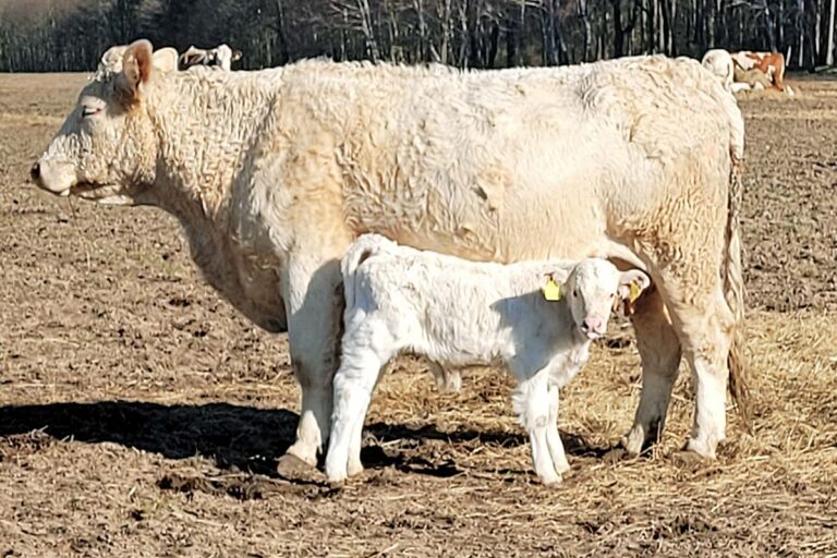 Kuh mit Kalb