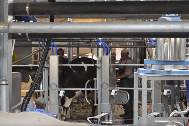 Milchproduktion
