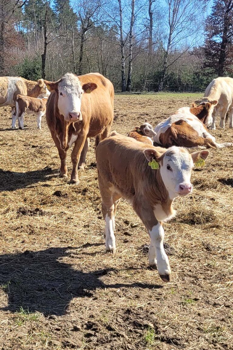 Pirower Mutterkühe auf der Weide